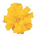 Afbeelding van Tagetes kleinbl P9 Yellow